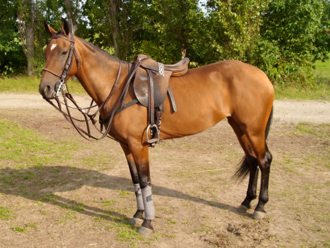 Enana