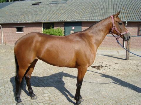 Estrella